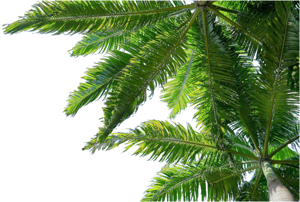 Ветка пальмы