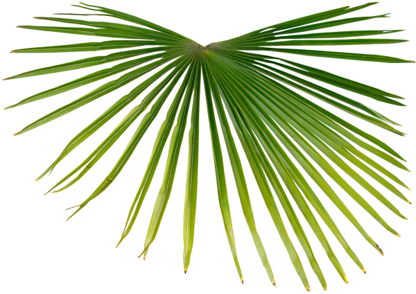 Листик пальмы