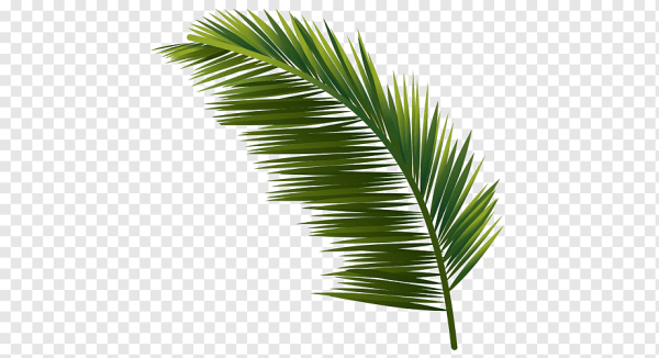 Листья кокосовой пальмы