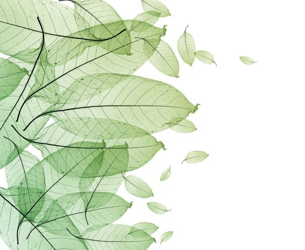 Листья стильные