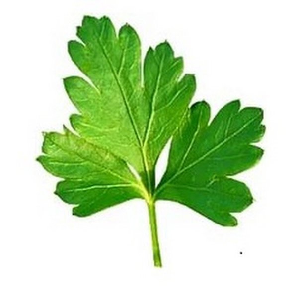 Кинза листик