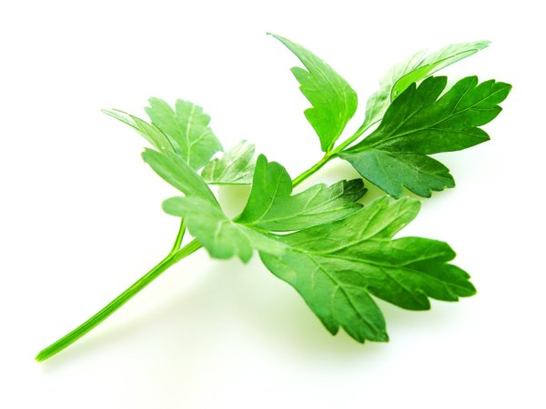 Листик петрушки