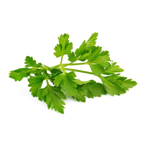 Coriander лист