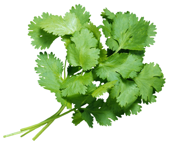 Зелень кинза (кориандр)