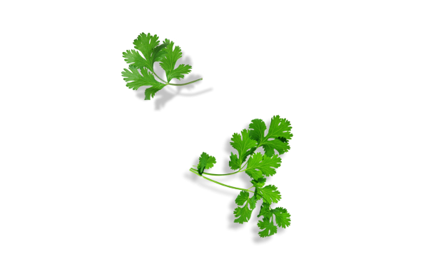 Зелень на прозрачном фоне