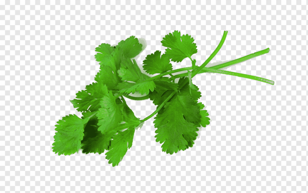 Листик кинзы и петрушки