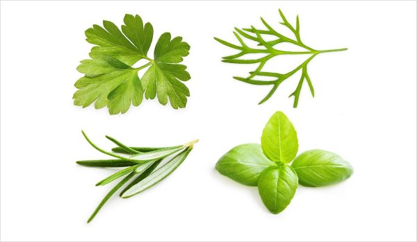 Петрушка розмарин