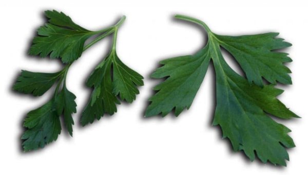 Петрушка без фона