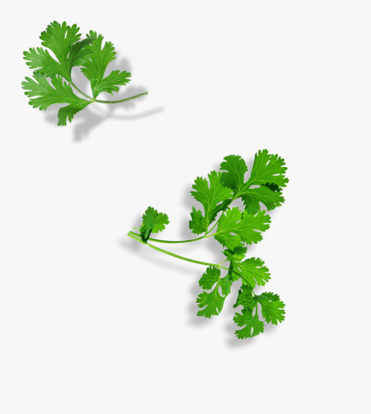 Петрушка кинза ветка