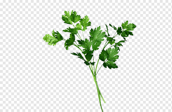 Веточка кинзы