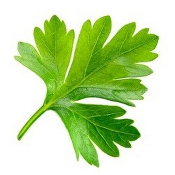 Лист петрушки на белом фоне