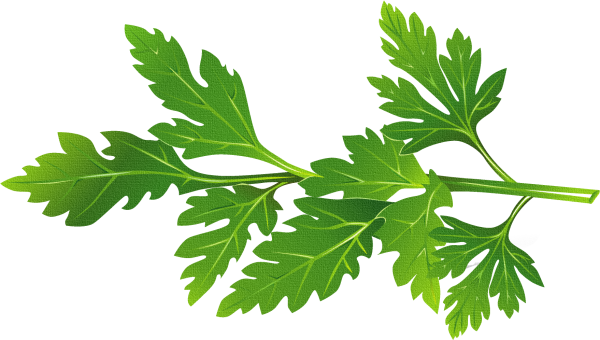 Листик петрушки