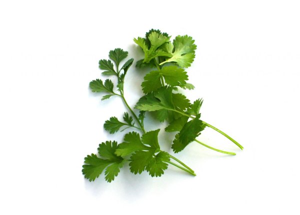 Кинза сверху