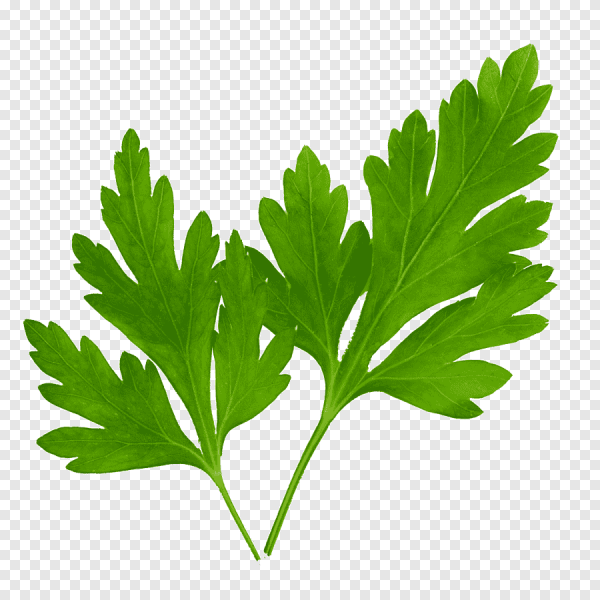 Parsley coriander