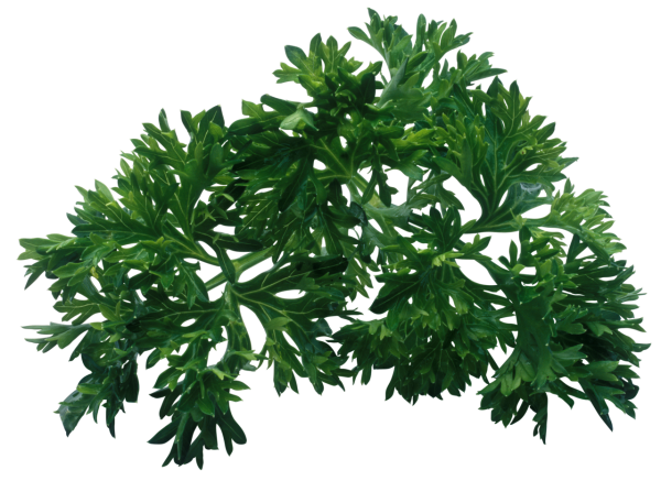 Петрушка зеленая 100г