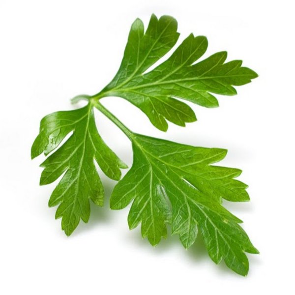 Кинза листок