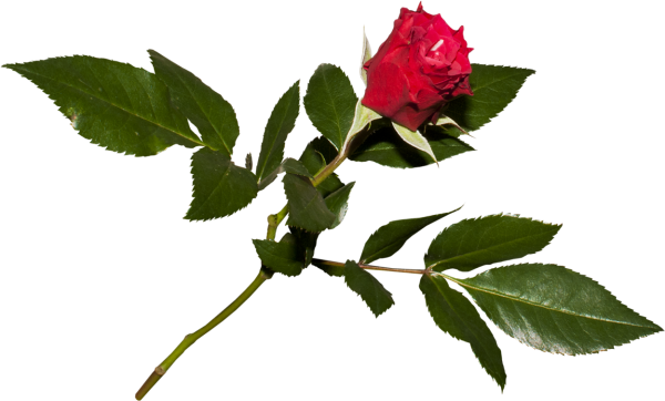 Красная роза на стебле