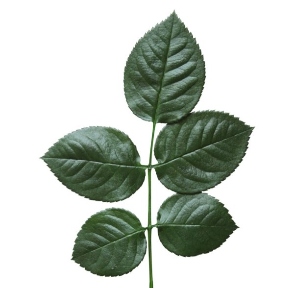 Листья розы