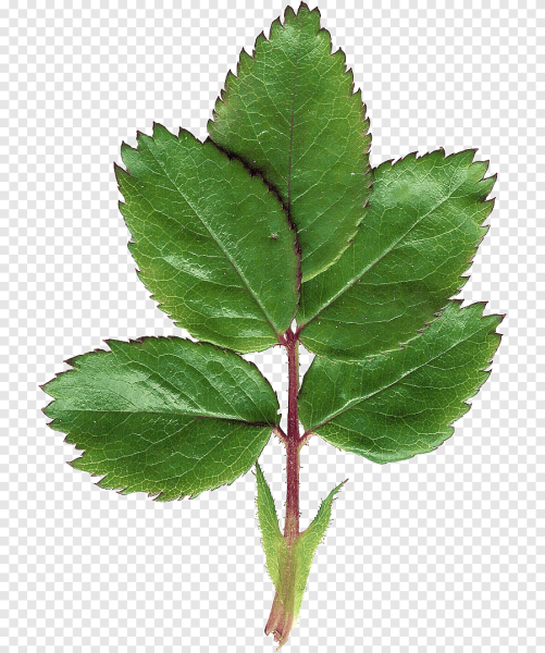 Лист шиповника с прилистником