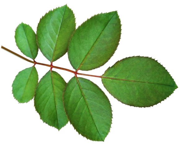 Листья розы