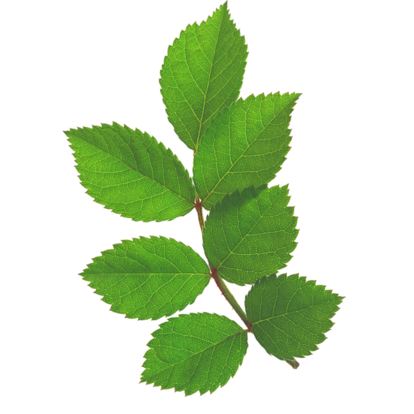 Листок розы