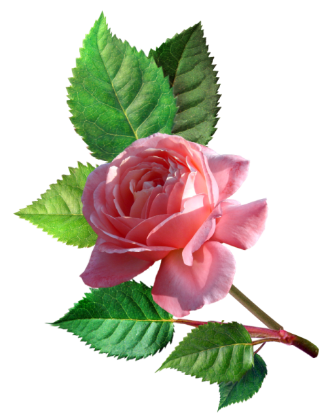 Цветы на прозрачном фоне