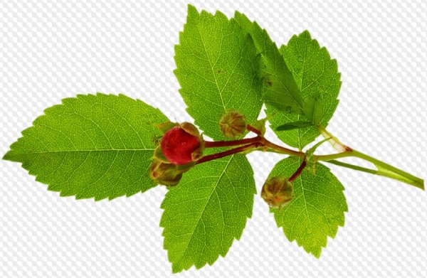 Листья розы