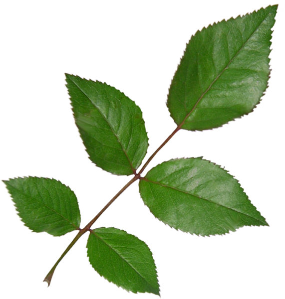 Листья розы