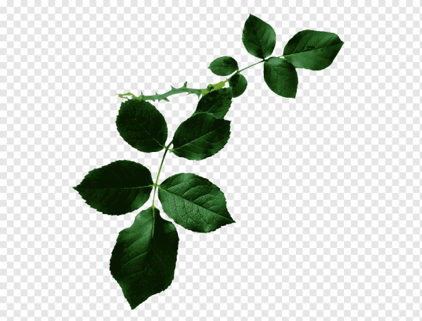 Листок розы