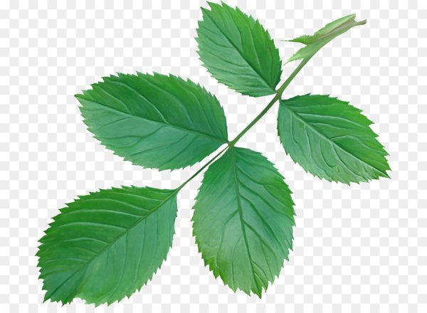 Листок розы