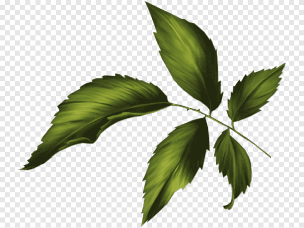 Листик розы на прозрачном фоне