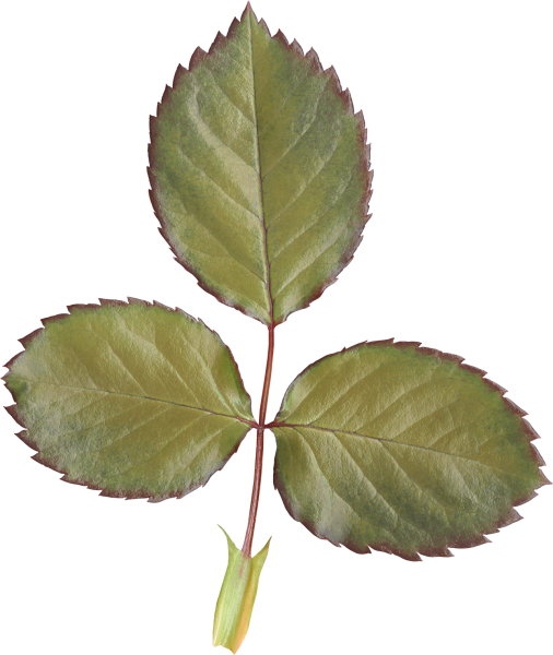 Прилистники шиповника