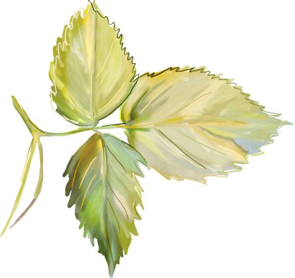 Листик розы на прозрачном фоне