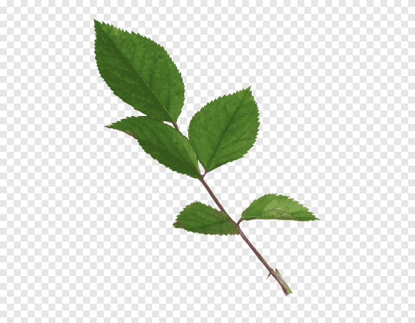 Листья розы