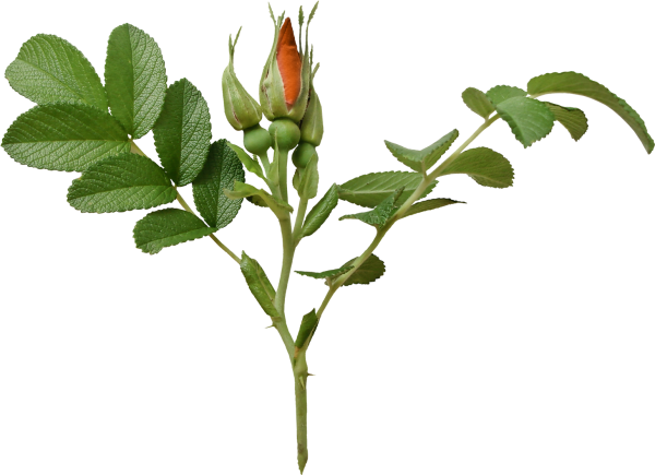 Листья розы на стебле