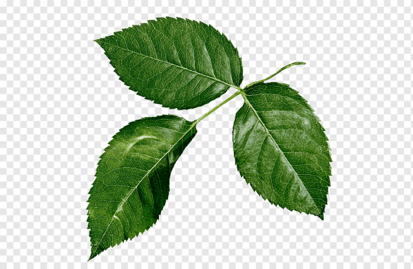 Листок розы