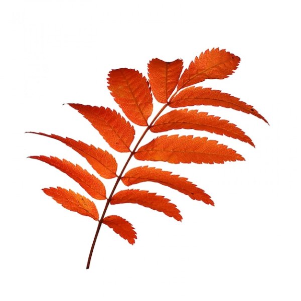 Рябиновый лист на белом фоне