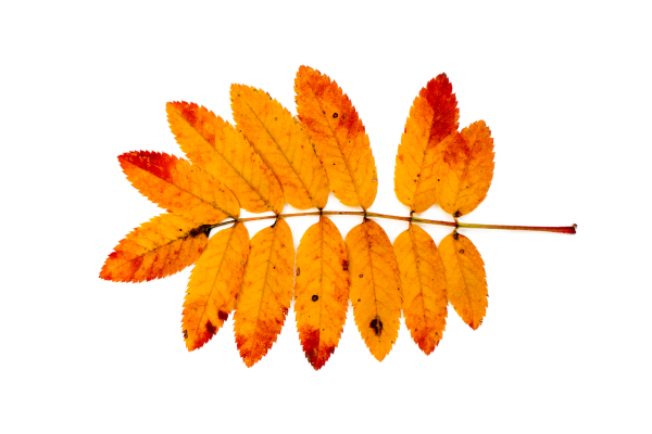 Листья рябины осенью