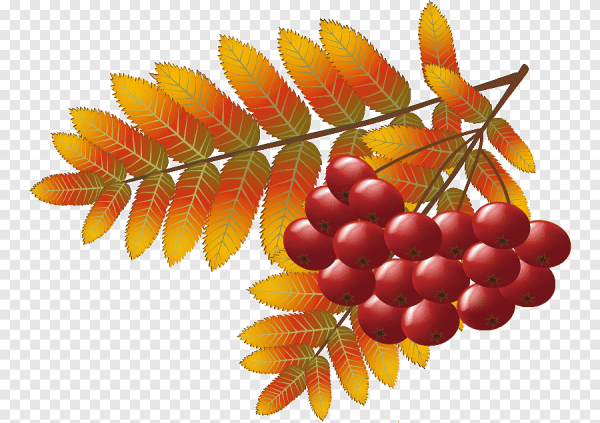 Рябиновый лист