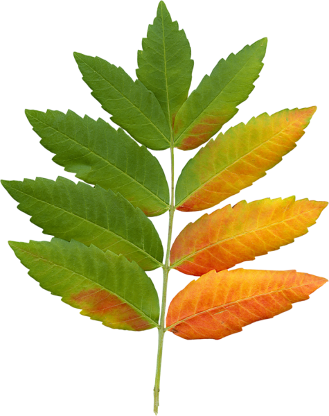 Осенние листья рябины