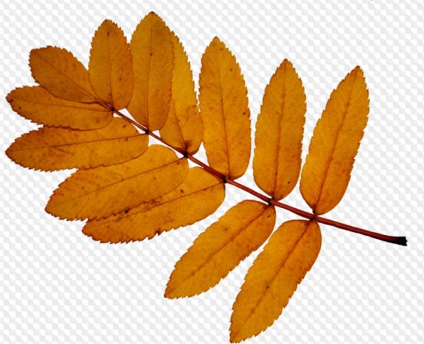 Лист рябины