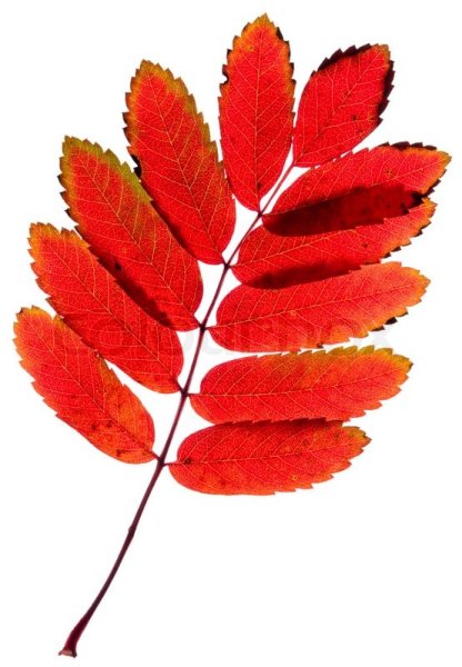 Рябиновый лист красный