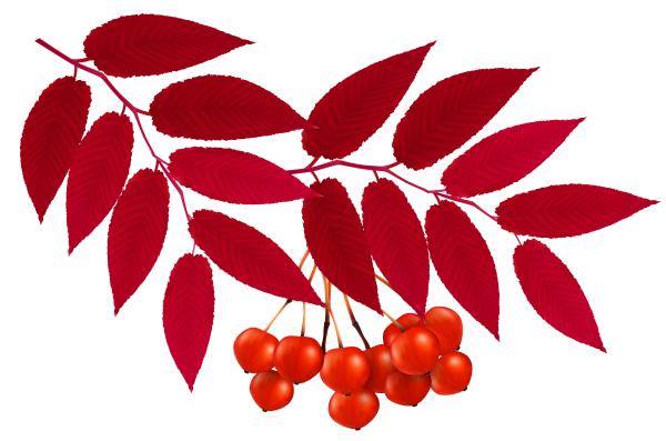 Листик рябины