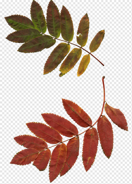 Осенние листья рябины