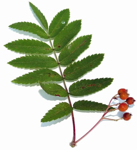 Рябина обыкновенная прилистники