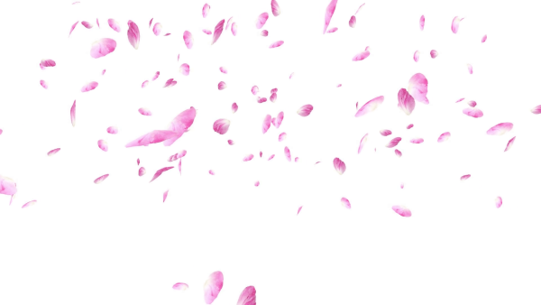 Падающие лепестки Сакуры