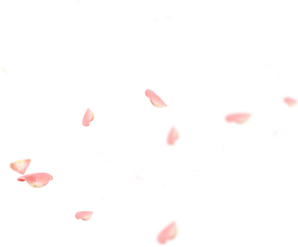 Лепесток Сакуры