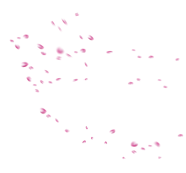 Лепестки Сакуры без фона