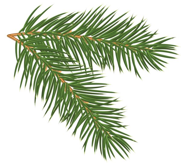 Ветка Еловая