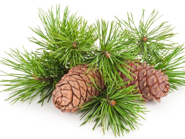 Ветка кедра